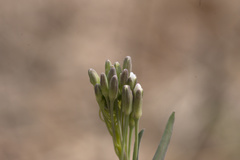 Boechera stricta