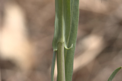 Boechera stricta