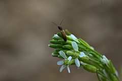 Boechera stricta