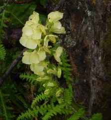 Pedicularis scullyana