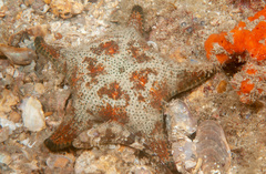 Anthenea sidneyensis