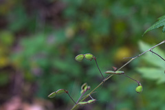 Desmodium marilandicum
