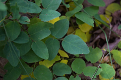 Desmodium marilandicum