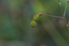 Desmodium marilandicum
