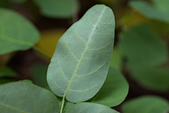 Desmodium marilandicum