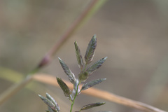 Eragrostis frankii