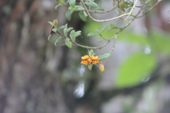Nematanthus australis