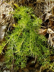Anisotome brevistylis