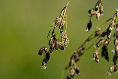 Scirpus atrocinctus