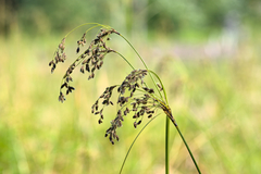 Scirpus atrocinctus