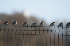 Linaria flavirostris