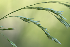 Graphephorum melicoides