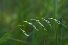 Graphephorum melicoides