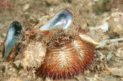 Temnopleurus alexandri