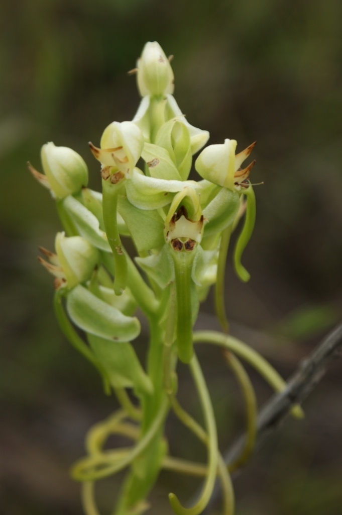 Habenaria hamata