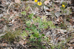 Grevillea dryophylla