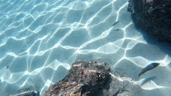 Serranus psittacinus