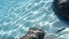 Serranus psittacinus