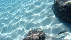 Serranus psittacinus