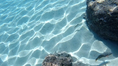 Serranus psittacinus