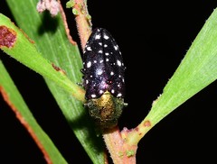 Diphucrania leucosticta