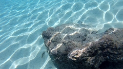 Serranus psittacinus