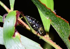 Diphucrania leucosticta