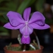 Cattleya walkeriana - Photo (c) Stefano, some rights reserved (CC BY-NC-SA)