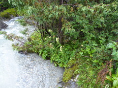 Pedicularis scullyana