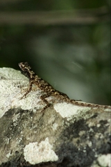 Anolis sulcifrons
