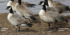 Branta canadensis parvipes