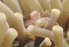 Ancylomenes sarasvati