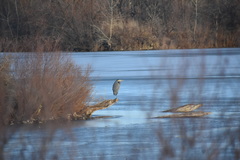 Ardea herodias