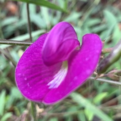 Centrosema pascuorum