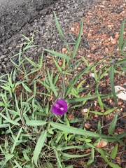 Centrosema pascuorum