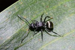 Polyrhachis tubifera