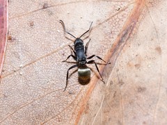 Polyrhachis tubifera