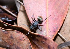 Polyrhachis tubifera