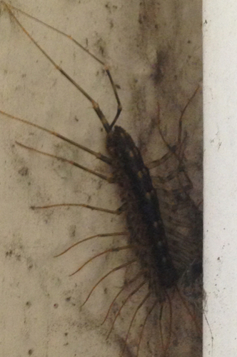 Arizona House Centipede (Scutigera linceci) · iNaturalist