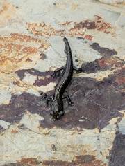 Aneides klamathensis