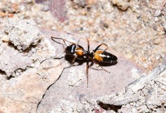 Opisthopsis picta