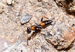 Opisthopsis picta