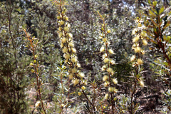 Banksia squarrosa