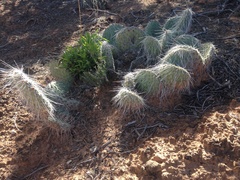 Opuntia trichophora
