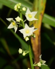Cyclanthera multifoliola