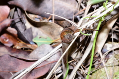 Stanisicarion freycineti