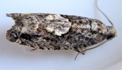 Gretchena delicatana