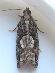 Gretchena delicatana