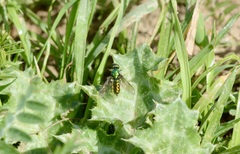 Sargus viridis