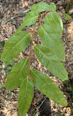Ximenia americana